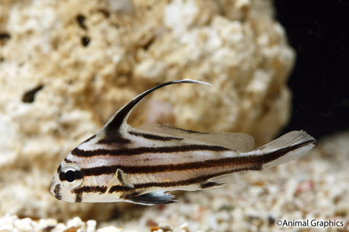 picture of High Hat Lrg                                                                                         Equetus acuminatus