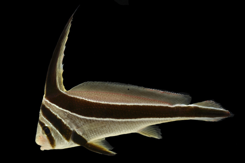 picture of Jack Knife Sml                                                                                       Equetus lanceolatus