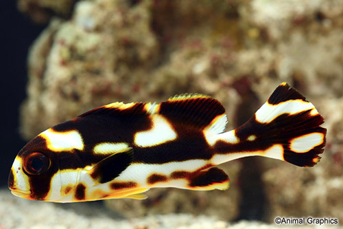 picture of Oriental Sweetlips Sml                                                                               Plectorhinchus orientalis