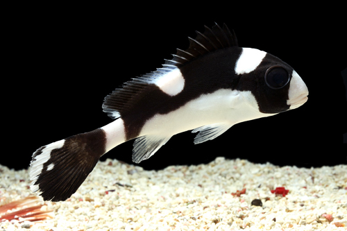 picture of Black Dogface Sweetlips Lrg                                                                          Plectorhinchus nigrus