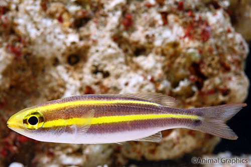 picture of Double Line Fusilier Med                                                                             Pterocaesio digramma