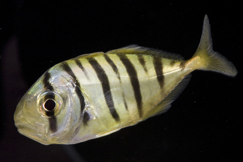 picture of Barred Jack Sml                                                                                      Gnathanodon speciosus