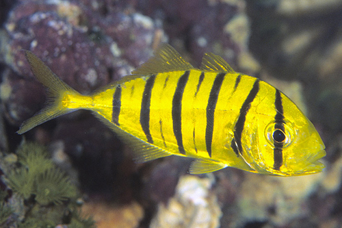 picture of Barred Jack Lrg                                                                                      Gnathanodon speciosus