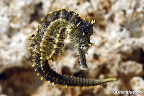 picture of Atlantic Seahorse Med                                                                                Hippocampus erectus