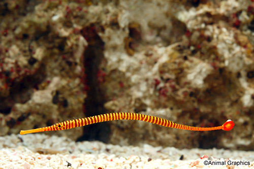 picture of Janss' Pipefish Lrg                                                                                  Doryrhamphus janssi