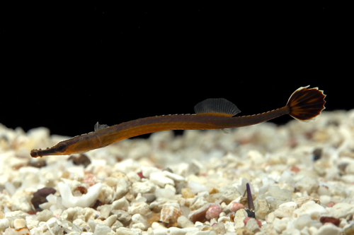 picture of Japanese Blue Stripe Pipefish Sml                                                                    Doryrhamphus excisus