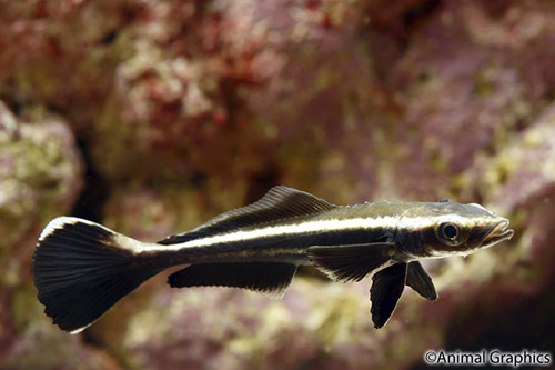 picture of Cobia Tank Raised Sml                                                                                Rachycentron canadum