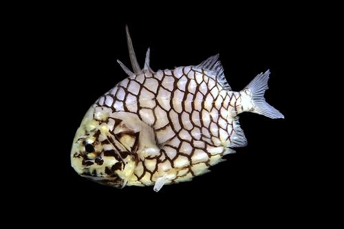 picture of Pinecone Fish Med                                                                                    Cleidopus gloriamaris