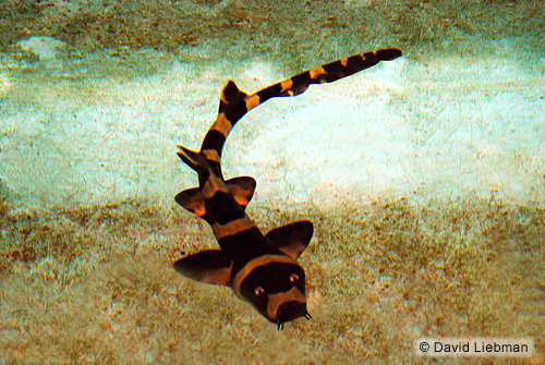 picture of Brown Banded Bamboo Shark Med                                                                        Chiloscyllium punctatum