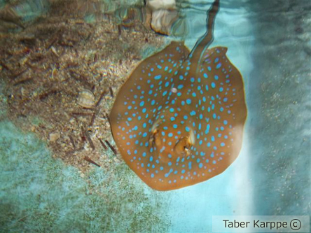 picture of Blue Spot Stingray Lrg                                                                               Taeniura lymma