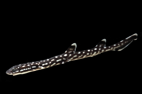 picture of Coral Catshark Med                                                                                   Atelomycterus marmoratus