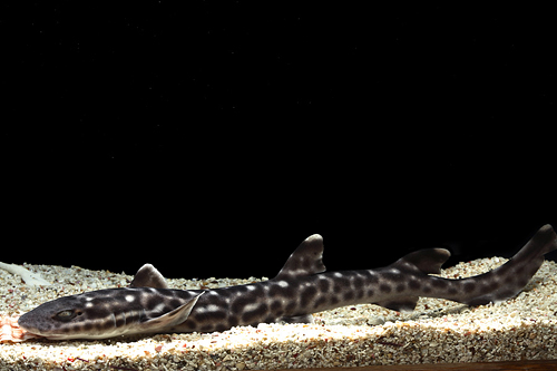 picture of Coral Catshark Lrg                                                                                   Atelomycterus marmoratus