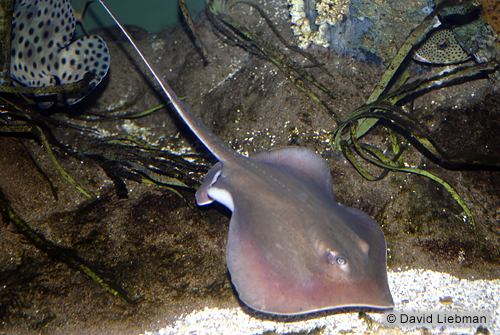 picture of Yellow Stingray Atlantic Sml                                                                         Urobatis jamaicensis