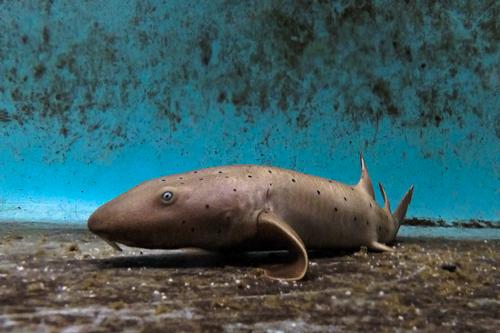 picture of Nurse Shark Med                                                                                      Ginglymostoma cirratum