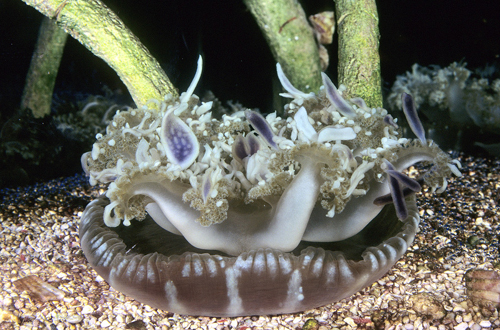 picture of Upside Down Jellyfish Med                                                                            Cassiopeia xamachana