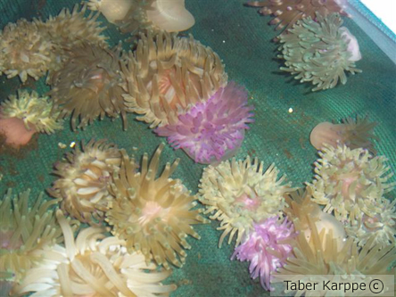 picture of Condylactus Anemone Sml                                                                              Condylactis gigantea