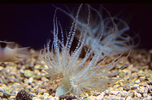 picture of Curlique Anemone                                                                                     Bartholomea annulata