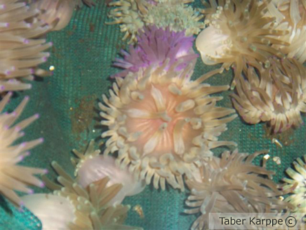 picture of Haitian Pink Tip Anemone Med                                                                         Condylactis passiflora