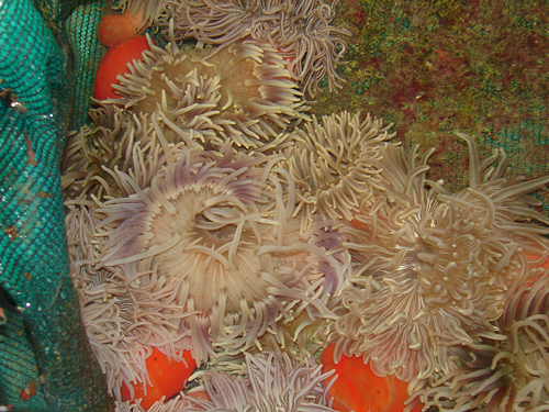 picture of Long Tentacle Anemone Lrg                                                                            Macrodactyla doreensis