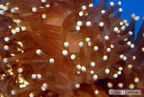 picture of Ritteri Anemone Lrg                                                                                  Radianthus ritteri