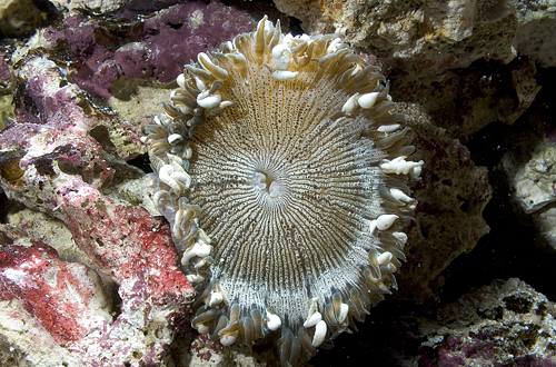 picture of Rock Flower Anemone Med                                                                              Epicystis crucifer