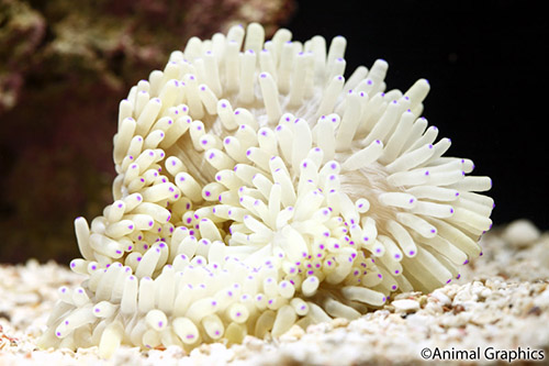 picture of White Sebae Anemone Sml                                                                              Heteractis crispa