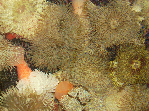 picture of Flat Anemone Med                                                                                     Stoichactis gigantia