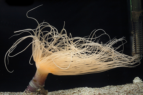 picture of Colored Tube Anemone Med                                                                             Cerianthus sp.