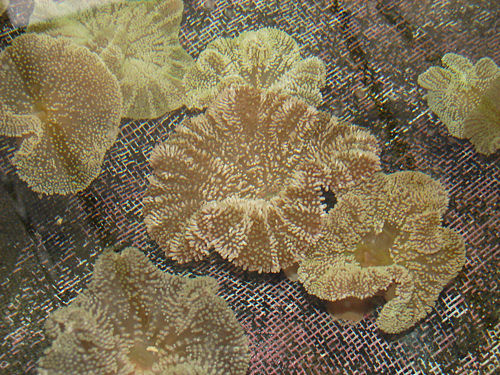 picture of Stripe Saddle Carpet Anemone Tny                                                                     Stoichactis haddoni