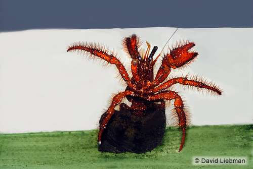 picture of Blue Eye Hermit Crab Med                                                                             Dardanus sp.