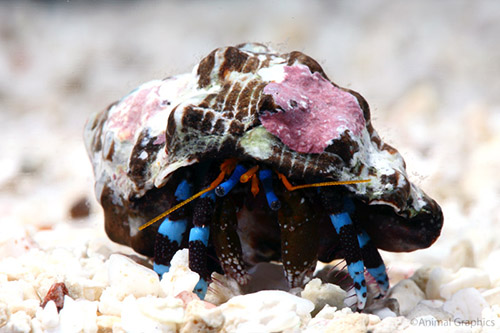 picture of Electric Blue Hermit Crab Sml                                                                        Calcinus elegans