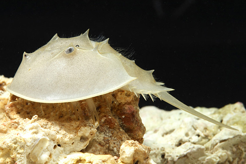 picture of Horseshoe Crab Med                                                                                   Limulus polyphemus