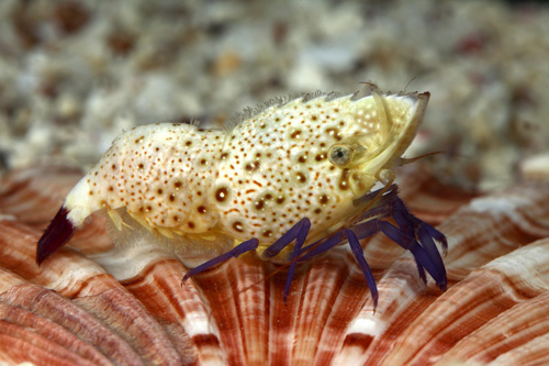 picture of Buffalo Shrimp Sml                                                                                   Saron rectirostris