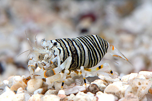 picture of Bumblebee Shrimp Sml                                                                                 Gnathophyllus americanum