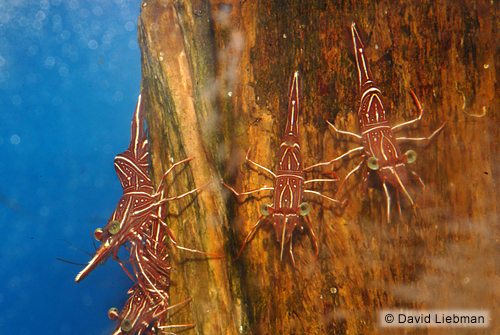 picture of Camel Shrimp                                                                                         Rhynchocinetes uritai