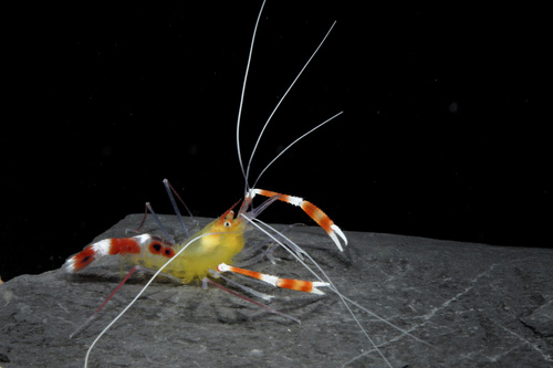 picture of Gold Coral Banded Shrimp Sml                                                                         Stenopus zanzibaricus