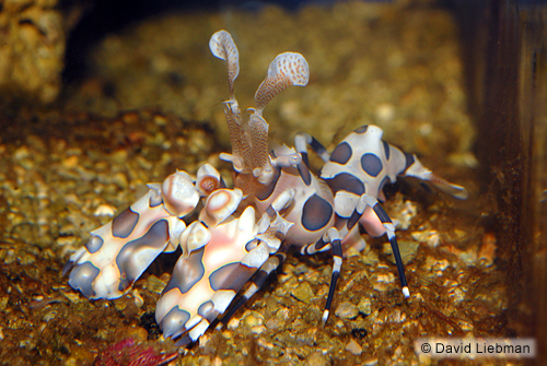 picture of Harlequin Shrimp Lrg                                                                                 Hymenocera picta