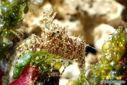 picture of Saron Shrimp Sml                                                                                     Saron neglectus