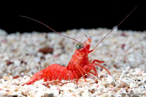 picture of Humpback Prawn Sml                                                                                   Metapenaeopsis lamellata