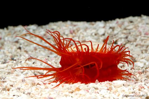 picture of Electric Flame Scallop Sml                                                                           Lima scabra