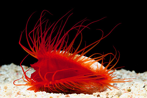 picture of Flame Scallop Sml                                                                                    Lima scabra