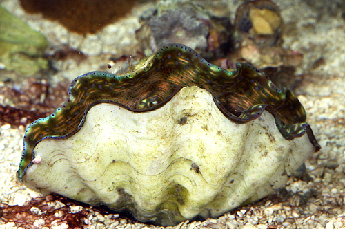 picture of Tridacna Derasa Clam Sml                                                                             Tridacna derasa