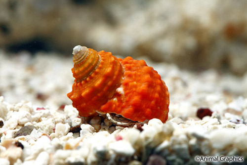 picture of Orange Cats Eye Snail Sml                                                                            Monodonta sp.