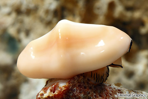 picture of Flamingo Tongue Snail Med                                                                            Cyphoma gibbosa