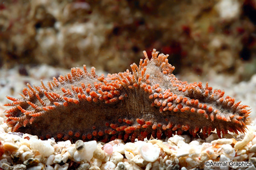 picture of Sea Cucumber Atlantic Sml                                                                            Holothuria floridana