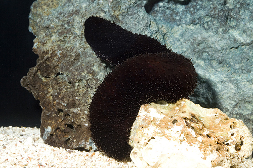 picture of Black Sea Cucumber Med                                                                               Holothuria floridana