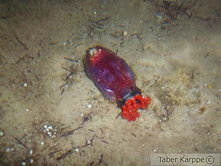 picture of Sea Apple Sml                                                                                        Paracucumaria sp.