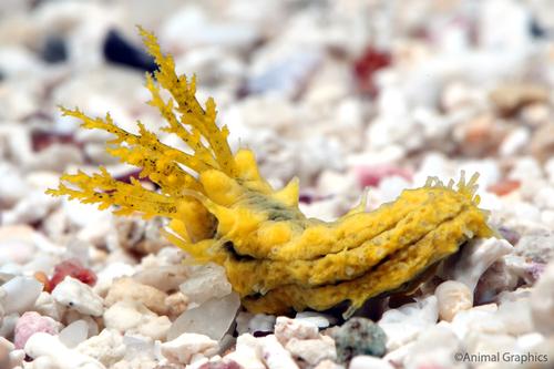 picture of Yellow Sea Cucumber Sml                                                                              Colochirus robustus