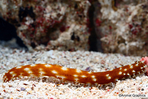 picture of Chocolate Chip Sea Cucumber Lrg                                                                      Bahadschia sp.