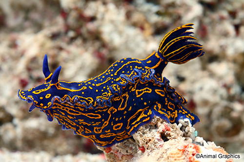 picture of Greek Goddess Nudibranch Med                                                                         Hypselodoris edenticulata